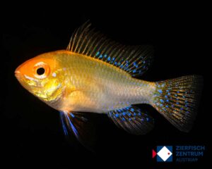 Mikrogeophagus ramirezi gold