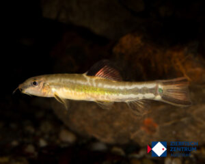 Micronemacheilus pulcher