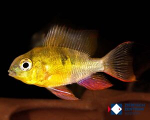 Mikrogeophagus altispinosus