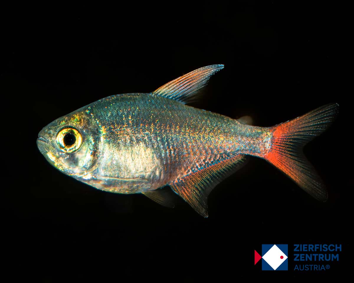 Moenkhausia columbiana