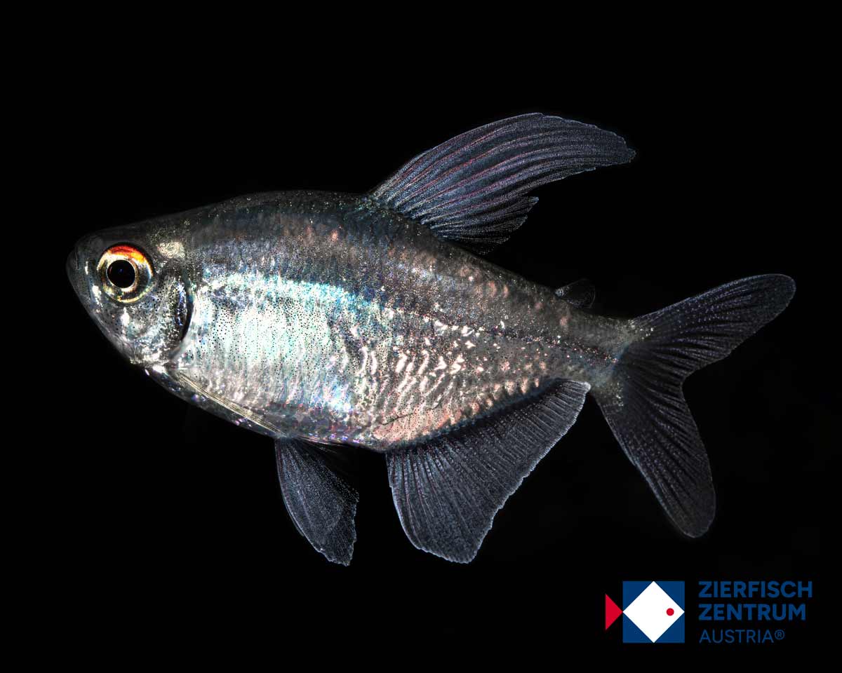 Moenkhausia pittieri