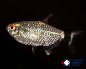 Moenkhausia sanctaefilomenae