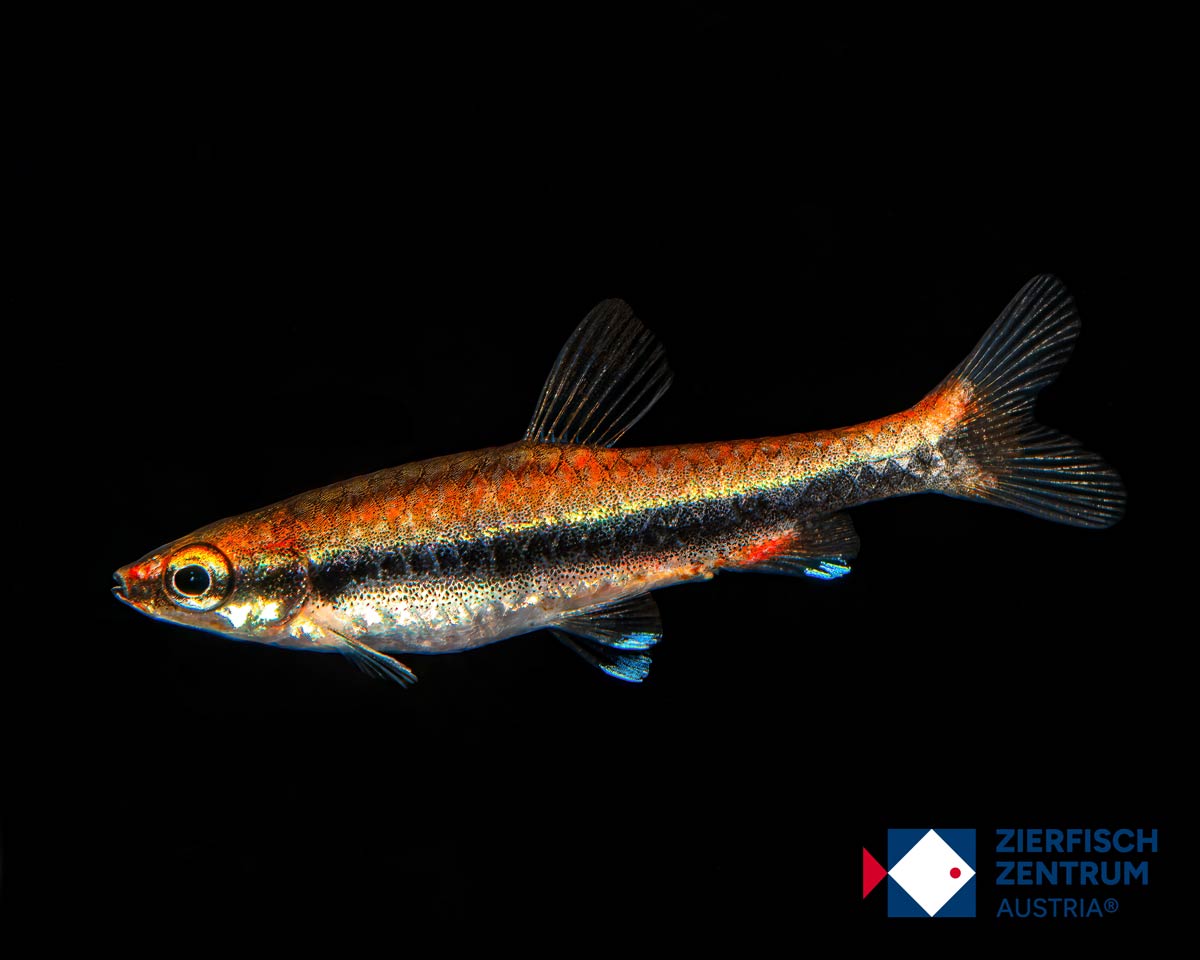 Nannostomus beckfordi „red“