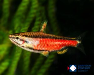 Nannostomus sp.  Rio Nivea