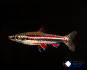 Nannostomus sp. RED BULL