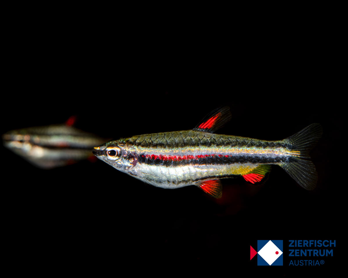 Nannostomus marginatus