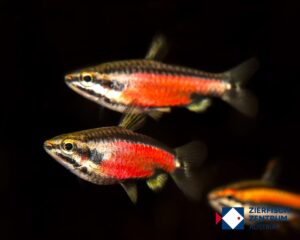 Nannostomus rubrocaudatus