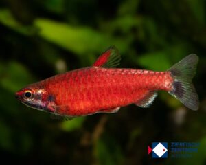 Nannostomus sp.amaya