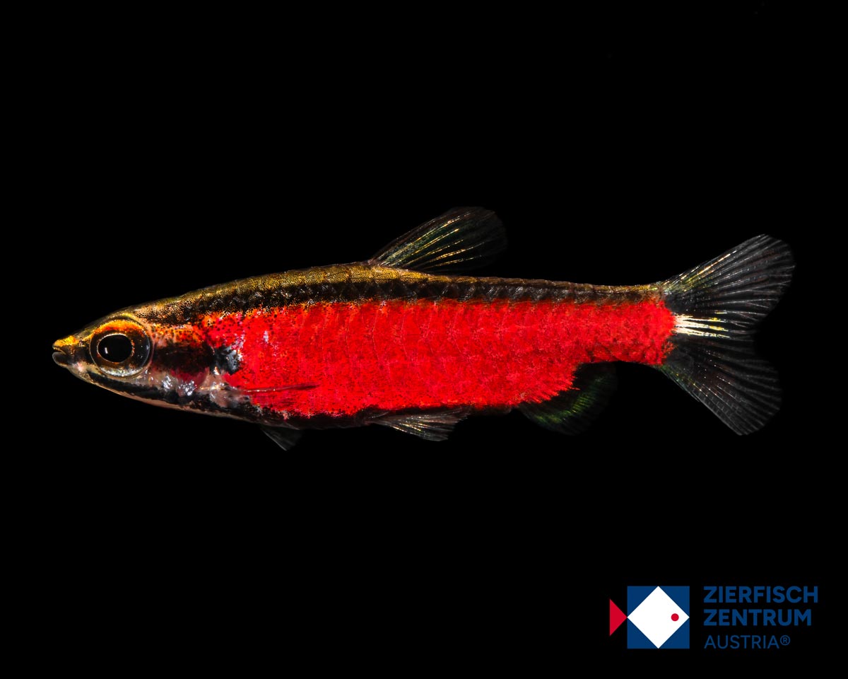 Nannostomus sp. cenepa