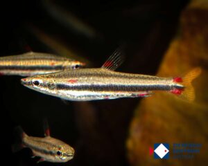 Nannostomus trifasciatus