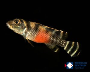 Nannochromis transvestitus