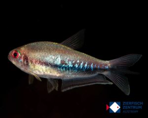 Nematobrycon lacortei