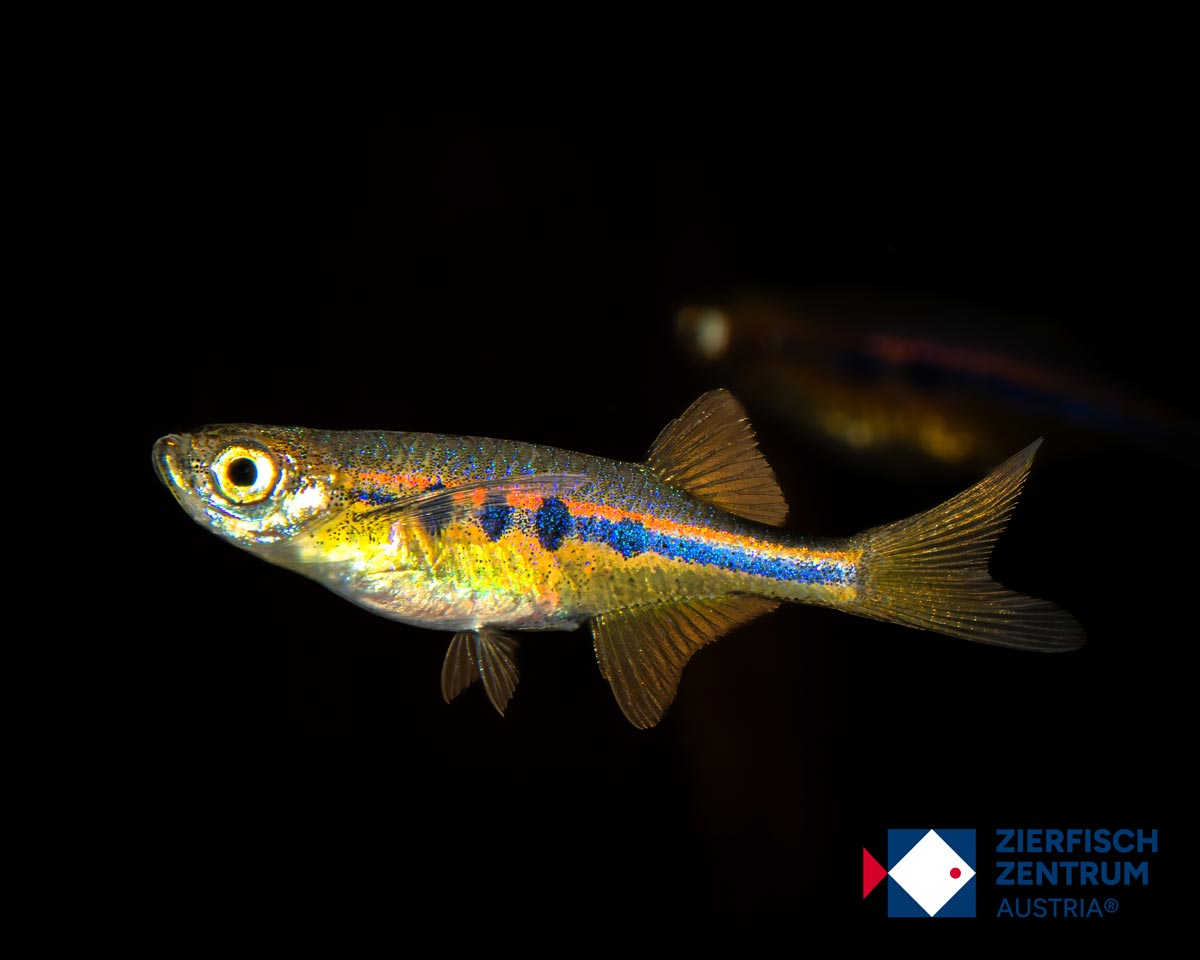 Neochela dadiburjori