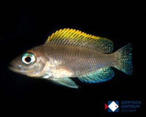 Lamprologus multifasciatus