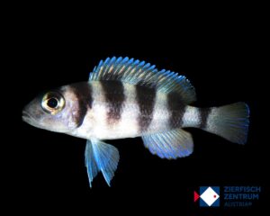 Neolamprologus tretocephalus