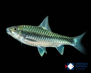 Neolissochilus heterostomus