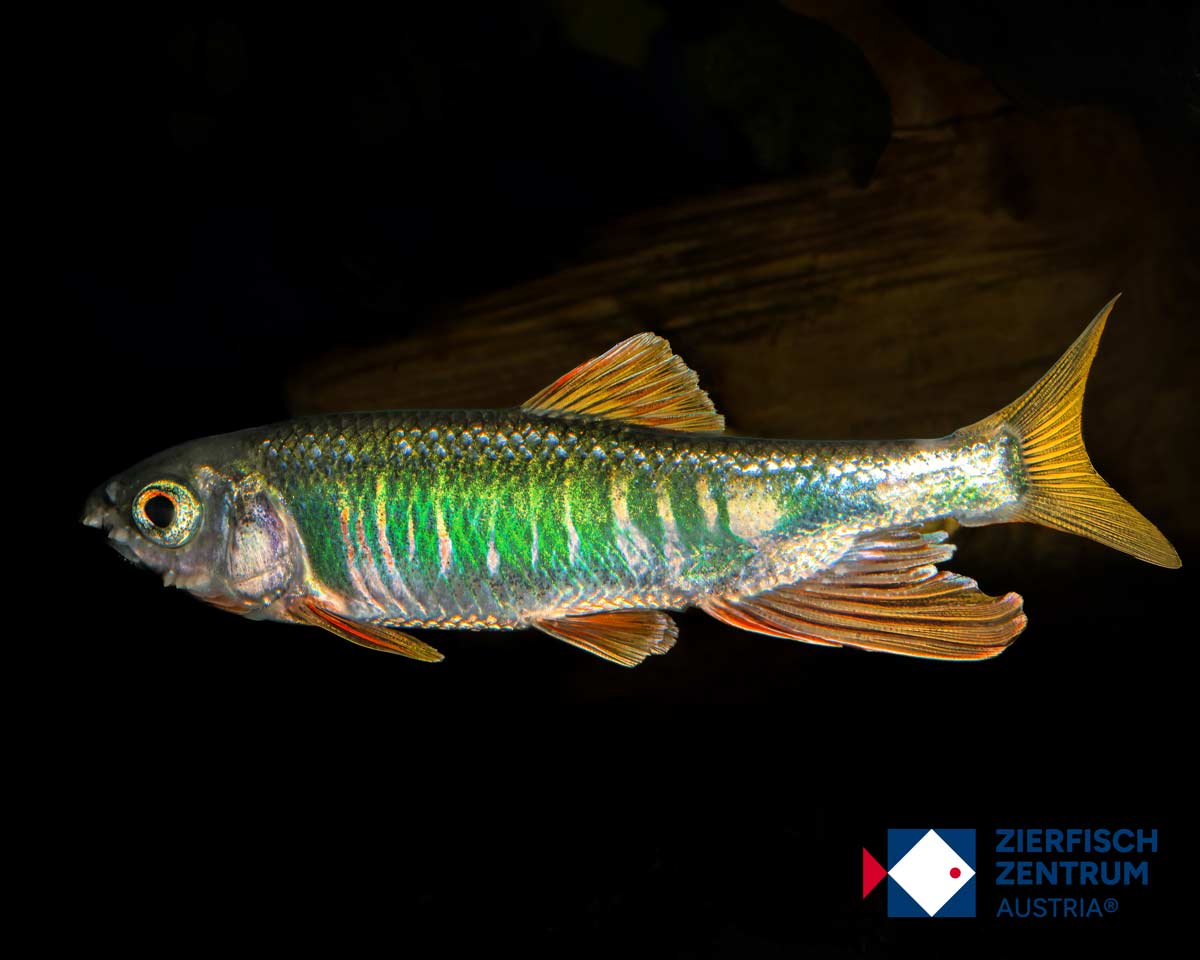 Opsariichthys evolans