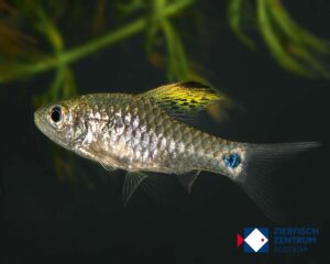 Oreichthys crenuchoides