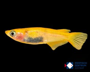 Oryzias latipes orange-black