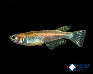 Oryzias latipes medaka gold