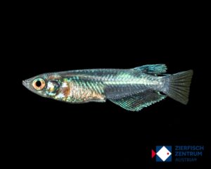 Oryzias latipes Miyuki blue