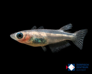 Oryzias latipes medaka white black