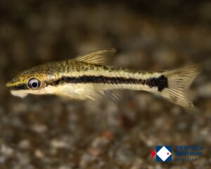 Otocinclus cf affinis