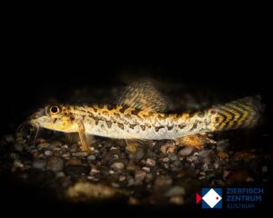 Paracanthocobitis botia