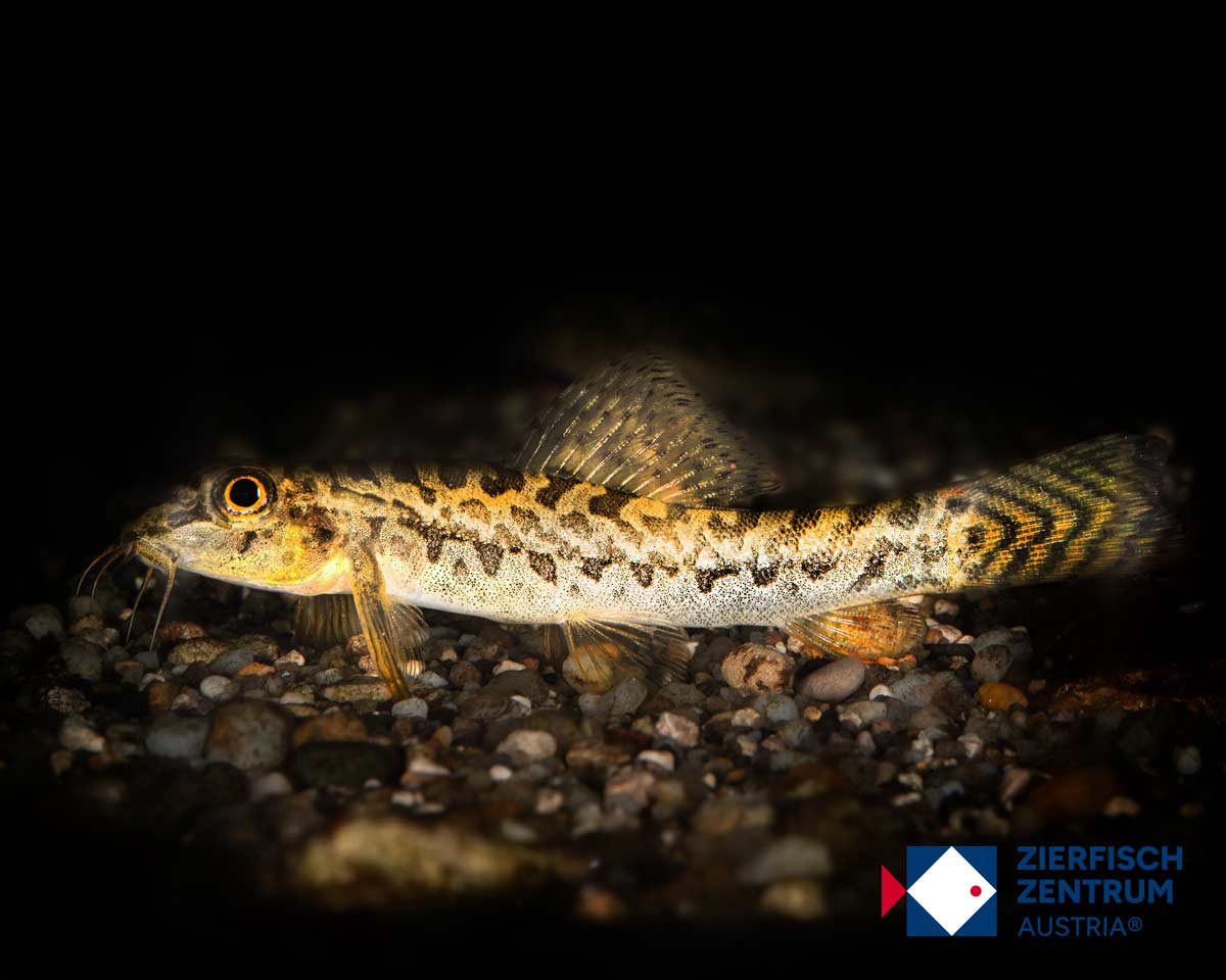 Paracanthocobitis botia