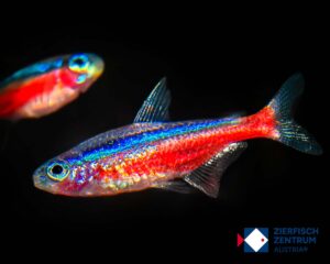 Paracheirodon axelrodi