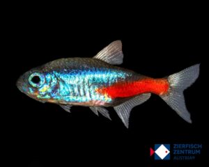 Paracheirodon innesi