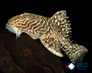 Parancistrus sp. araguari / LDA046
