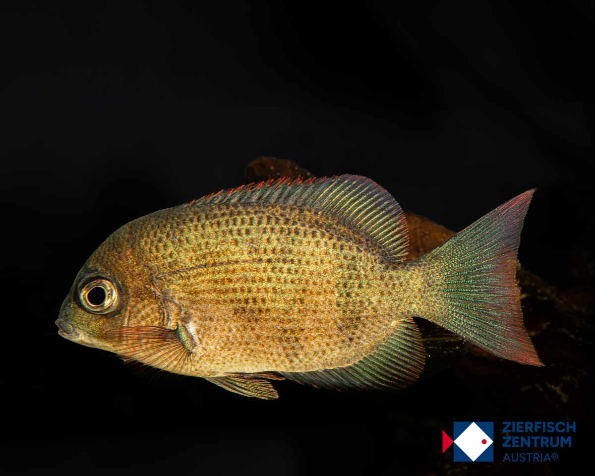 Paretroplus menarambo