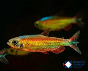 Phenacogrammus sp fantastic