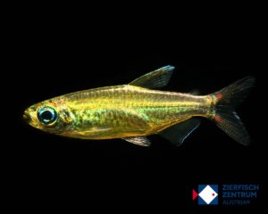 Phenacogrammus sp mokobile