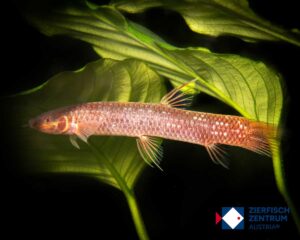 Phractolaemus ansorgii