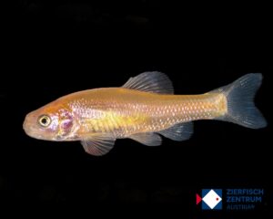 Pimephales promelas gold