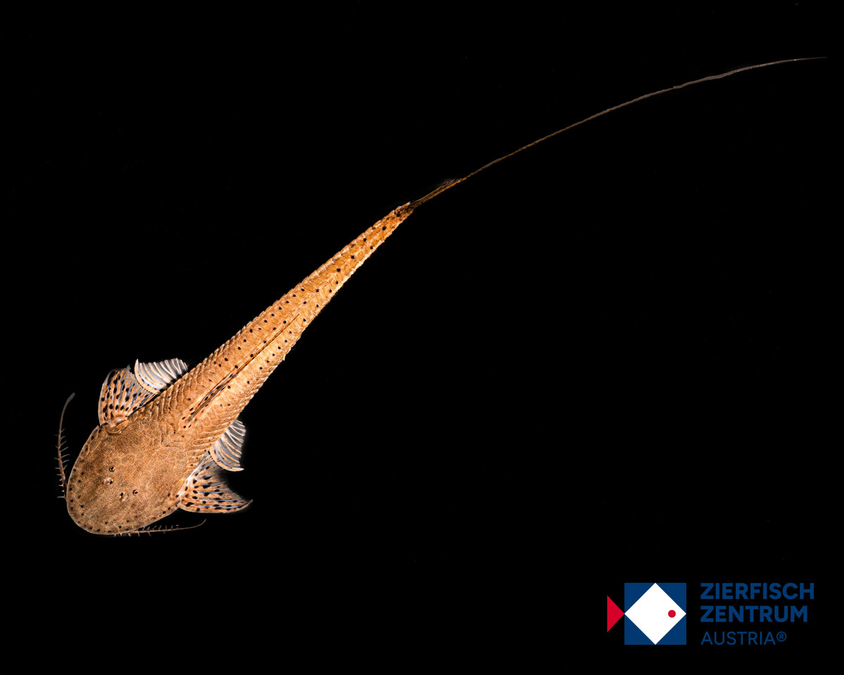 Planiloricaria cryptodon