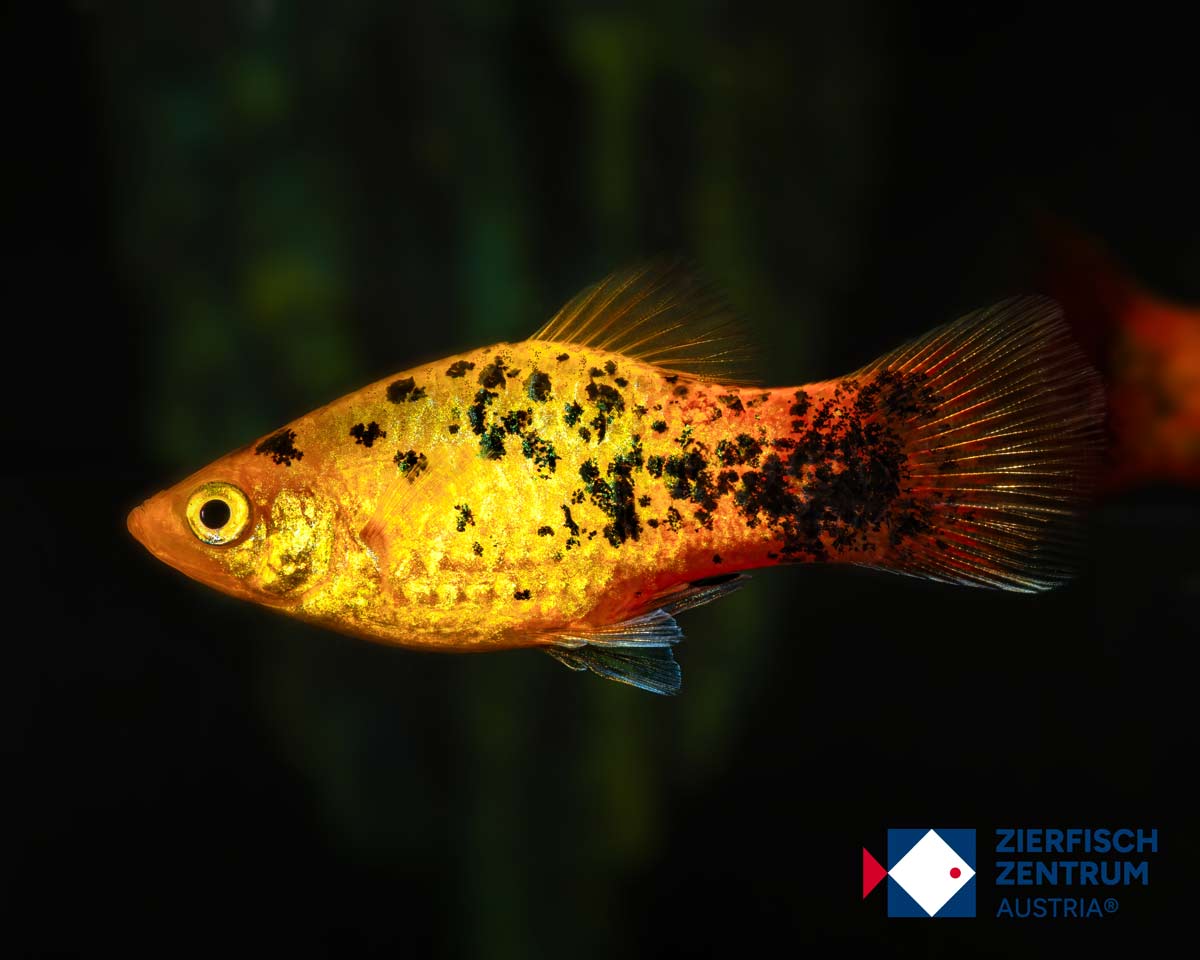 Xiphophorus maculatus gold leopard