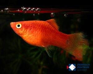 Xiphophorus maculatus rot