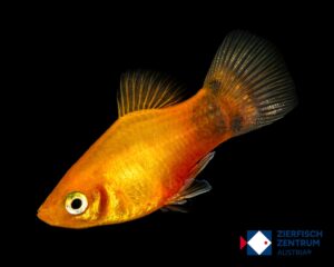 Xiphophorus maculatus sunset