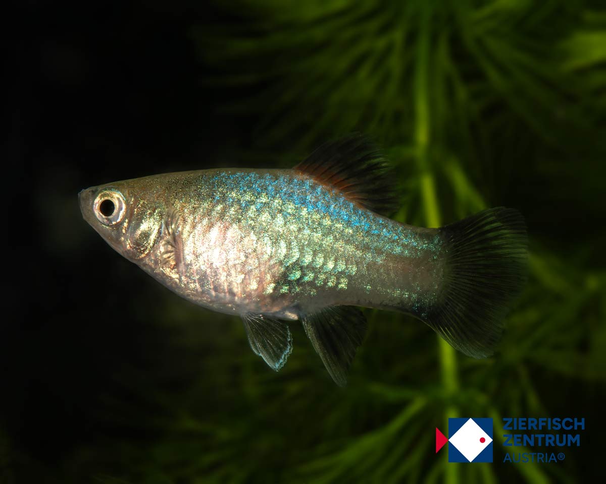 Xiphophorus maculatus wagtail blue