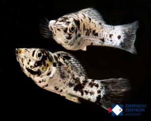 Poecilia sphenops dalmatiner