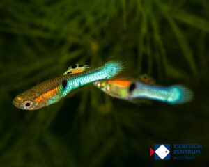 Poecilia wingei Japan blue