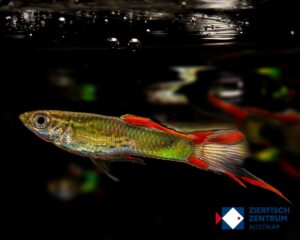Poecilia wingei Kolibri green Paar