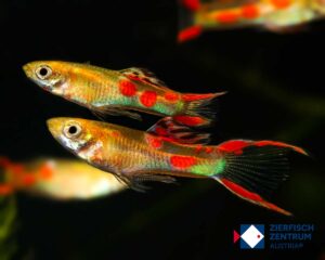 Poecilia wingei yellow laser tail