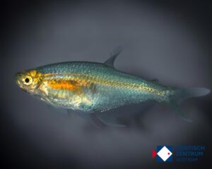 Prionobrama sp. rio Saramiriza