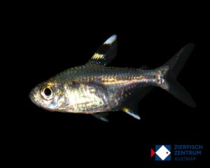 Pristella maxillaris