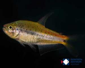 Pseudochalceus kyburzi