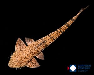 Pseudohemiodon almendarizi